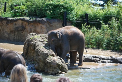 Elephant captive at zoo