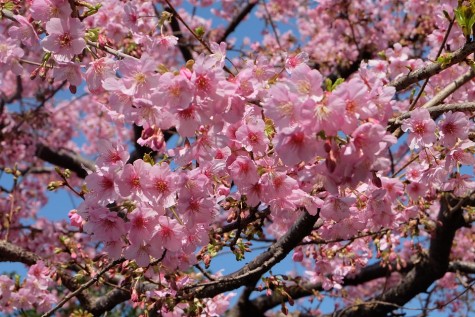 Visit the beautiful cherry blossoms in Sumida park. 