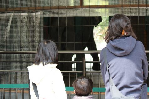 A family peers in to see the elephant.