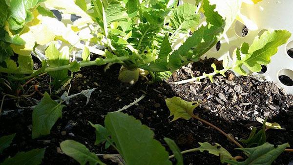 The vegetables that the club has been growing 