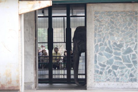 Hanako attempts to hide from zoo visitors.