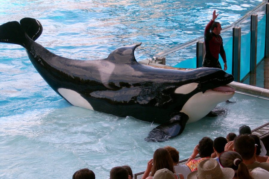 Shamu, an Orca Whale, performs at Sea world in 2004.