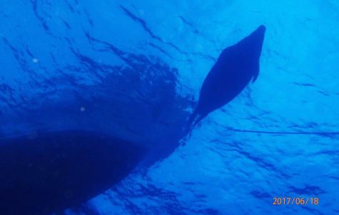 Stephanie’s underwater shot of a seal during her once-in-a-lifetime encounter