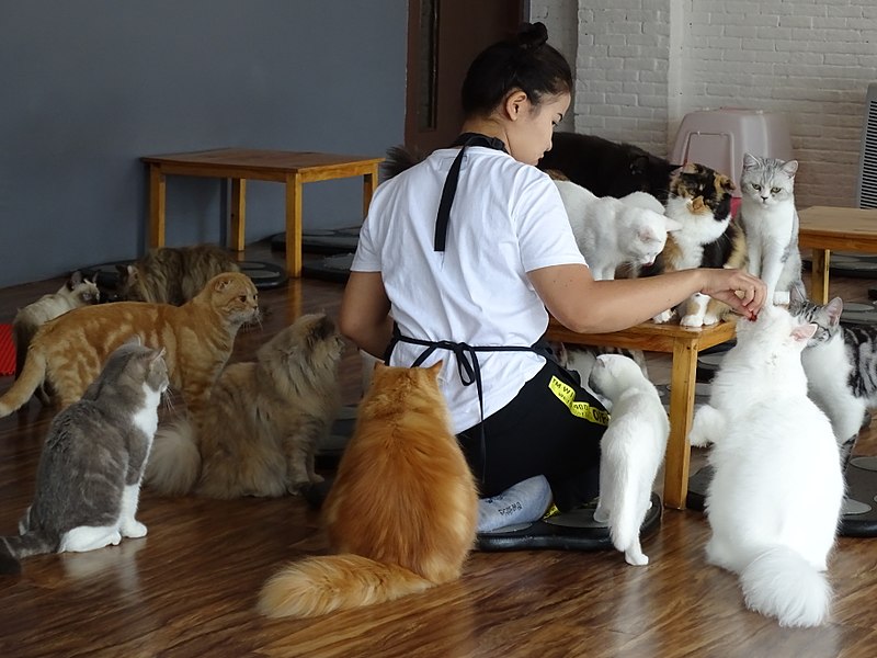 An employee feeds the cats of an overcrowded cat cafe in Thailand. 