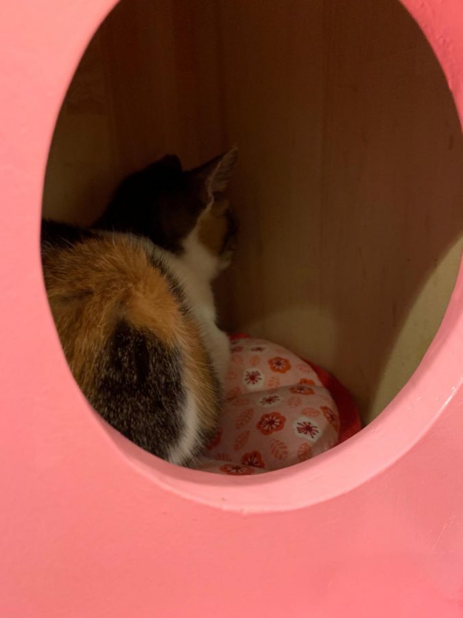 Cat+in+hiding+spot