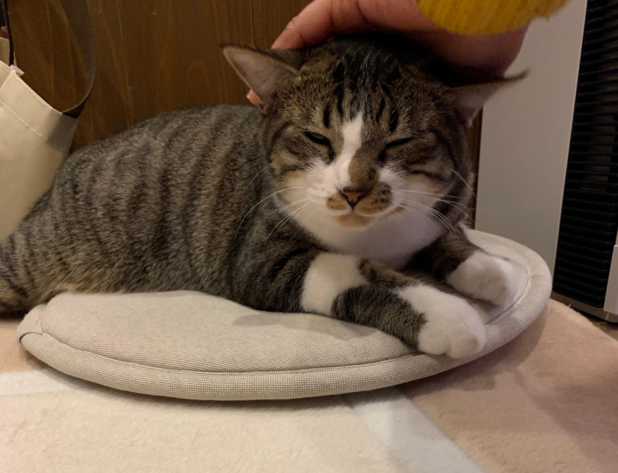 Hana-Chan, a cat at Chiyoda Nyan To Naru Cafe, being pet by a customer.