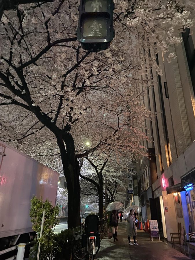 Sakura in Tokyo